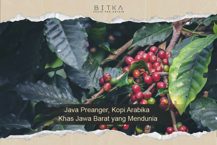 Java Preanger, Kopi Arabika Khas Jawa Barat yang Mendunia
